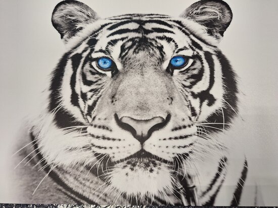 P650 Blue Eyed Tiger in Premium-mat uitvoering