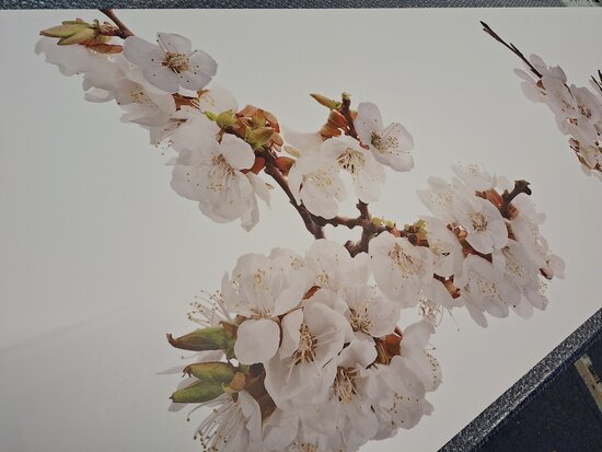 Premium-mat uitvoering Visuall P677 Cherry tree blossom