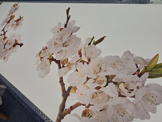 Premium-mat uitvoering Visuall P677 Cherry tree blossom