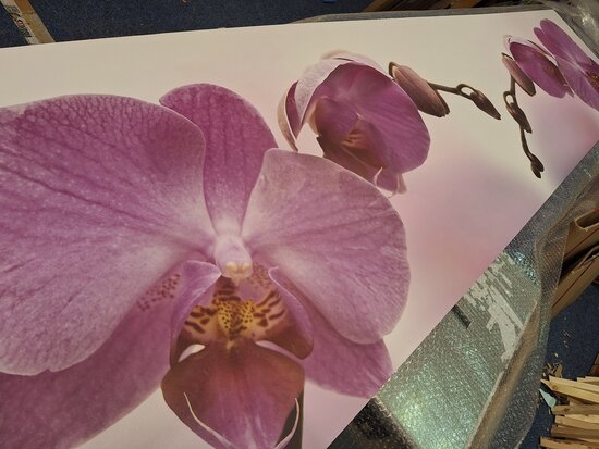 Premium-mat Visuall P43 Roze orchidee op achtergrond P675 Purple