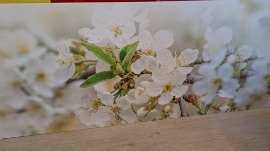 Premium-mat Visuall P665 Blossom on white