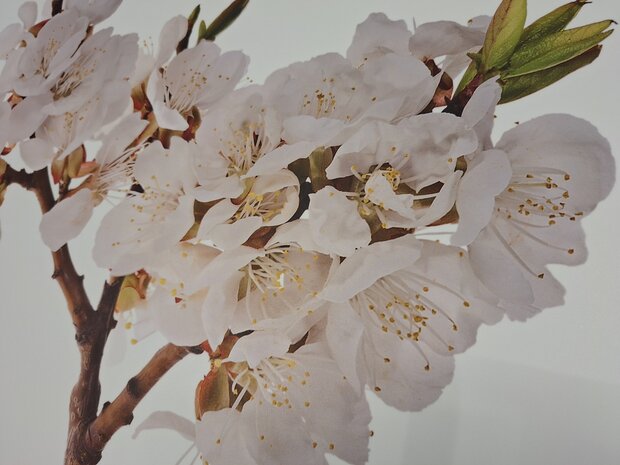 Premium-mat uitvoering Visuall P677 Cherry tree blossom