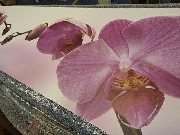 Premium-mat Visuall P43 Roze orchidee op achtergrond P675 Purple